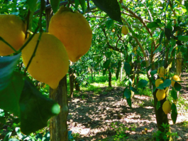 Limoni Sorrentini